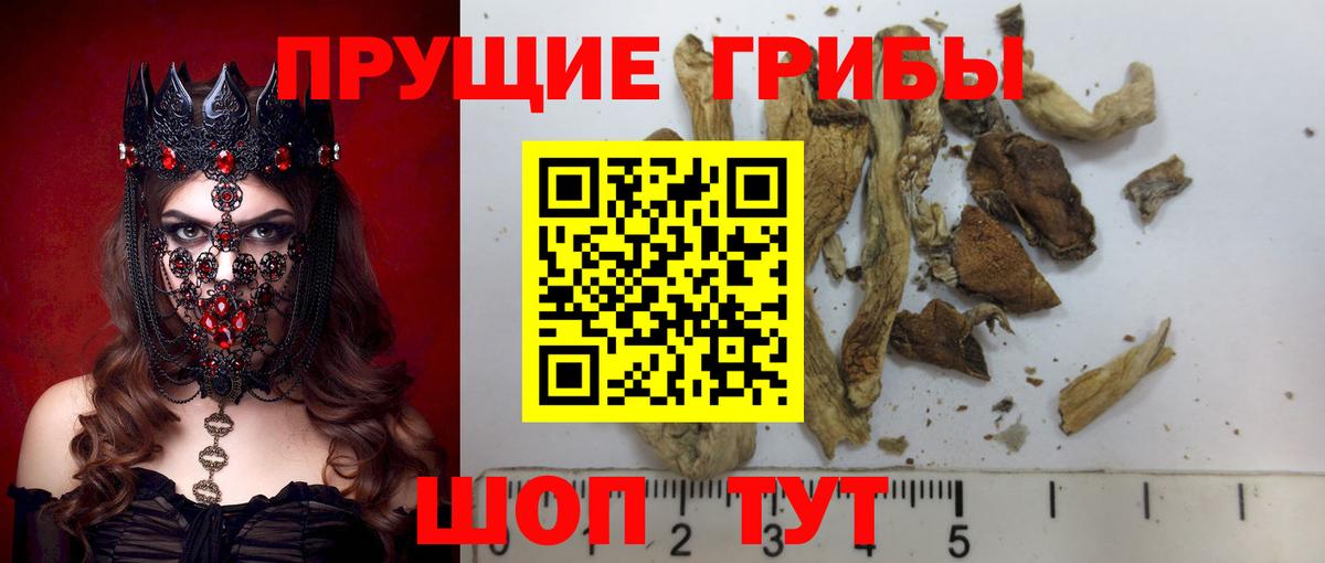 Галлюциногенные грибы Psilocybe Дзержинский